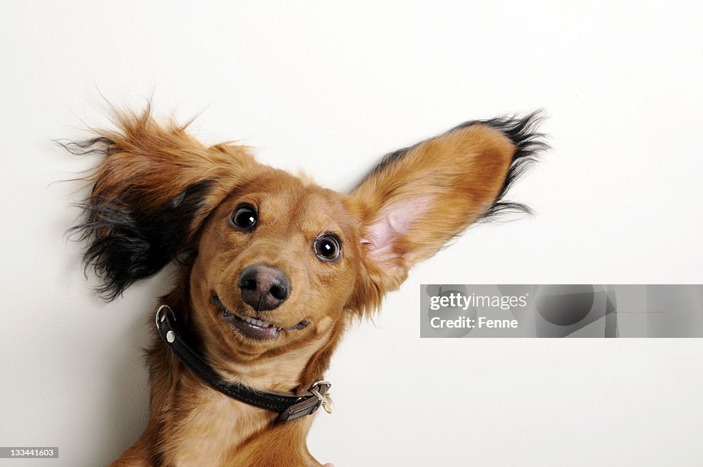 Big ears, upside down.