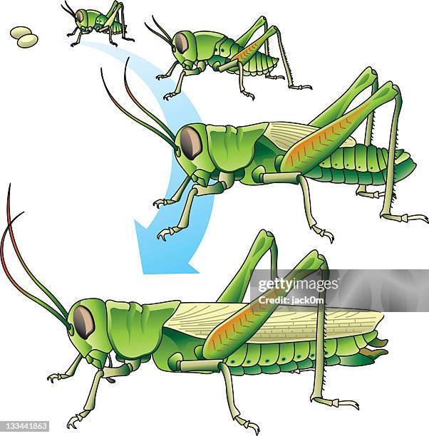 life cycle of a grasshopper - insect vector stock illustrations