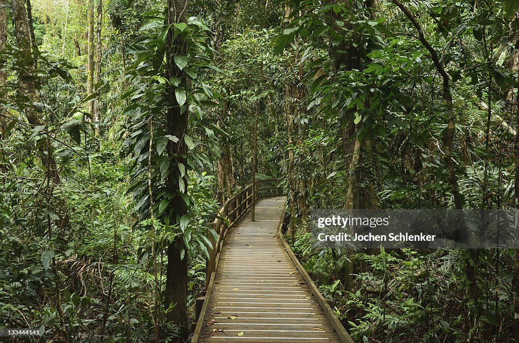 Boardwalk through rainforest