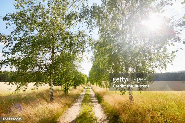 field path, birch trees and dried field in summer,  rural scene - blumenerde stock-fotos und bilder