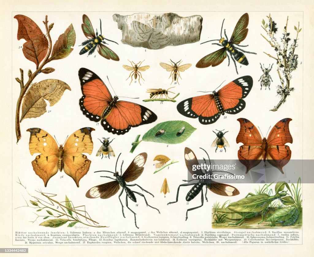 Insect imitating other species bumblebee wasp butterfly drawing 1895