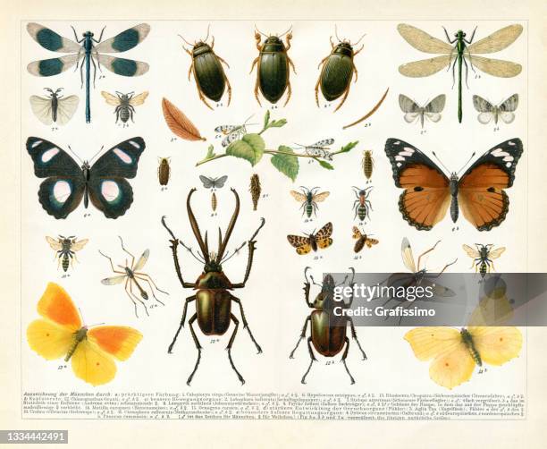 stockillustraties, clipart, cartoons en iconen met insect difference between male and female wasp butterfly drawing 1895 - damselfly