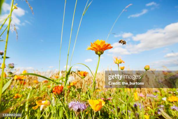 colorful flowers and flying bumblebee at the edge of a field against sky in summer, rural scene - bumblebee fotografías e imágenes de stock