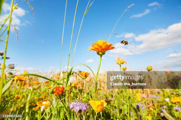 colorful flowers and flying bumblebee at the edge of a field against sky in summer, rural scene - hommel stockfoto's en -beelden