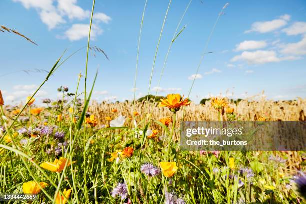 colorful flowers at the edge of a field against sky in summer, rural scene - bee flower grass stock-fotos und bilder