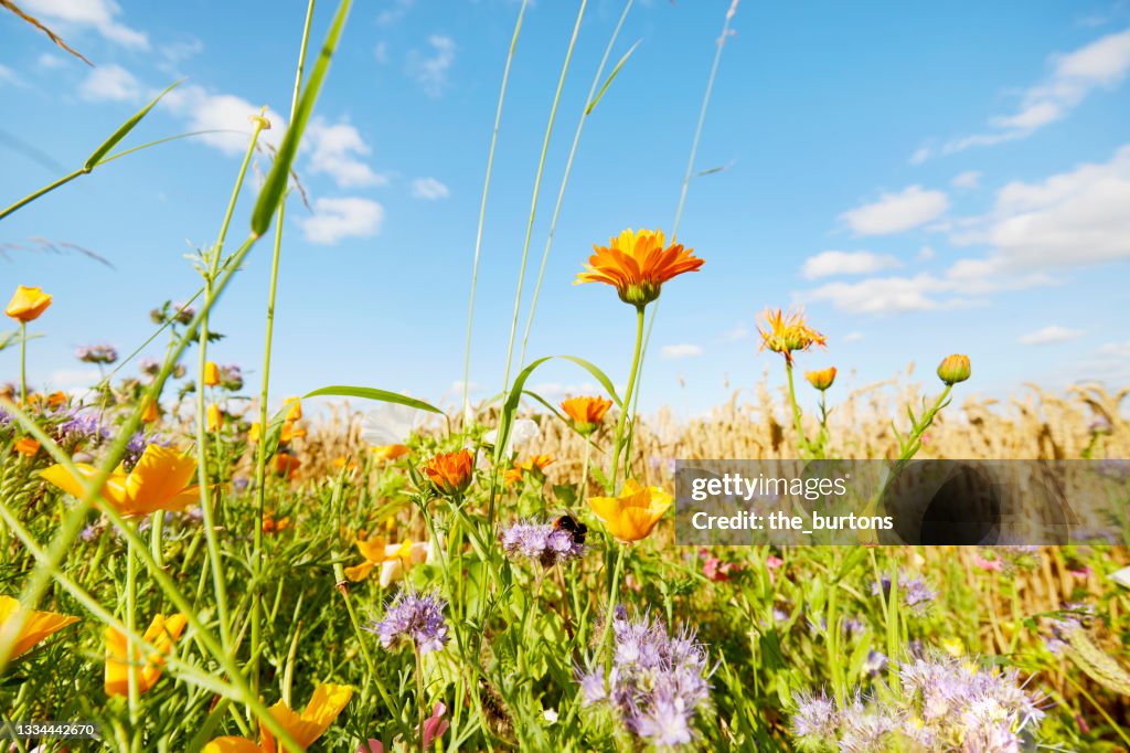 Colorful flowers at the edge of a field against sky in summer, rural scene