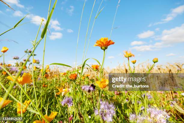 colorful flowers at the edge of a field against sky in summer, rural scene - prateria campo foto e immagini stock