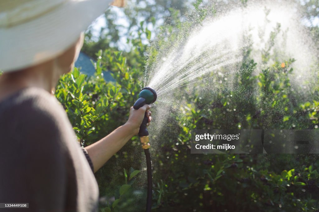 Prendersi cura delle piante in estate