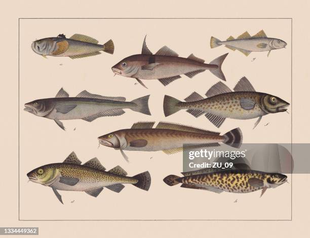 rochenflossenfische (gadiformes), handkolorierte chromolithographie, veröffentlicht 1882 - dorsch stock-grafiken, -clipart, -cartoons und -symbole