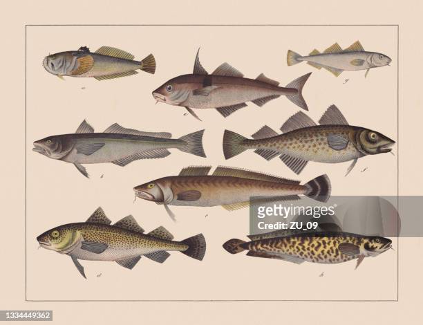 ray-finned fishes (gadiformes), hand-colored chromolithograph, published in 1882 - hake stock illustrations