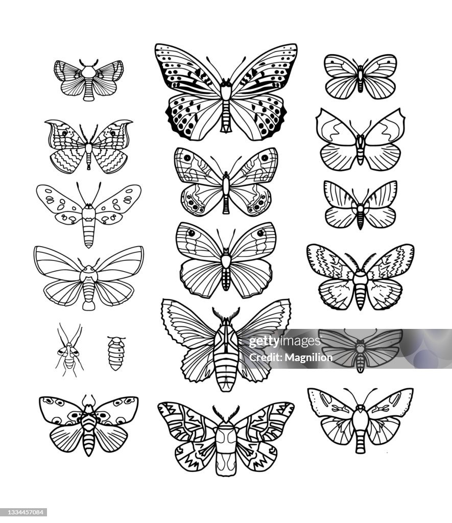 Butterfly Vector Doodle Set