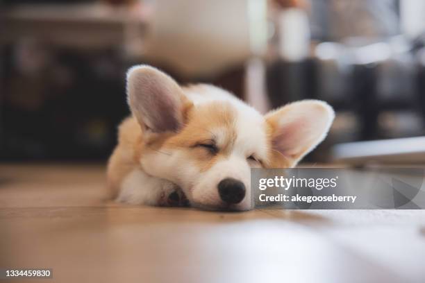welsh corgi pembroke puppy laying in house. - pembroke welsh corgi puppy foto e immagini stock
