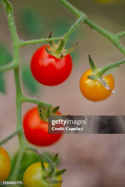 tomates cerise en maturation - tomate cerise imagens e fotografias de stock