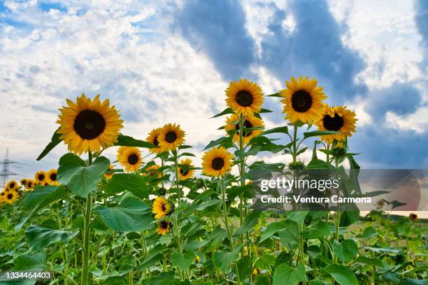 helianthus annuus - girasol común fotografías e imágenes de stock