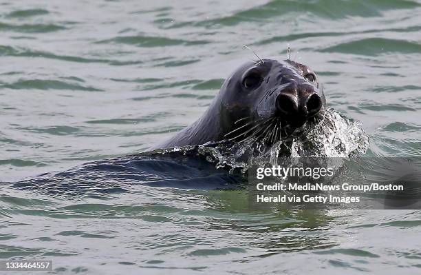 Chatham, MA A seal swims along at Nauset Beach on August 12, 2021 in , Chatham, MA.