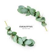Eucalyptus branch and leaves, wreath frame