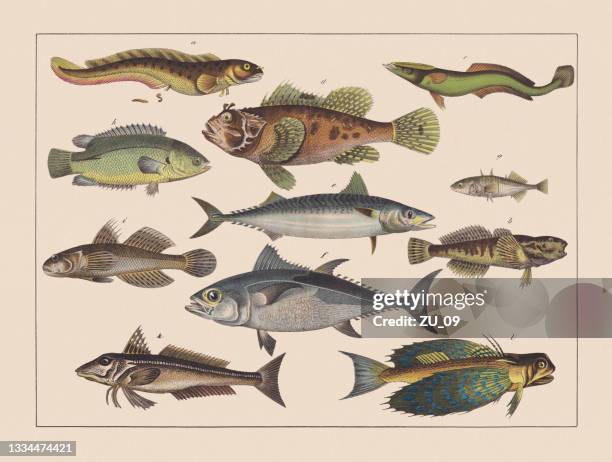 illustrazioni stock, clip art, cartoni animati e icone di tendenza di pesci dalle pinne a raggi (gadiformes), cromotitografo colorato a mano, pubblicato nel 1882 - tonno-dalla-pinna-blù