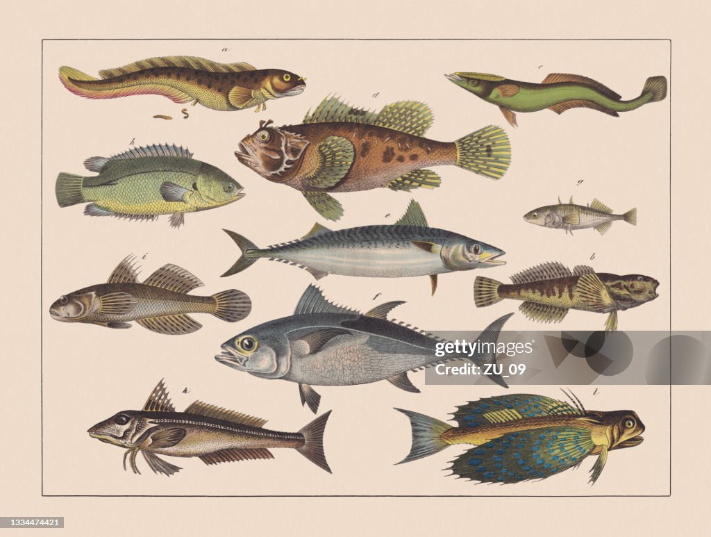 Ray-finned fishes (Gadiformes), hand-colored chromolithograph, published in 1882
