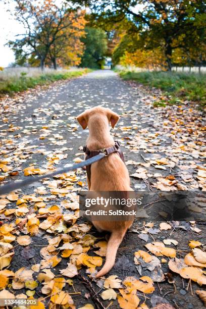 labrador retriever chiot assis patiemment - animal back stock photos et images de collection