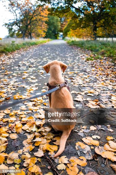 labrador retriever puppy sitting patiently - labrador puppies stock pictures, royalty-free photos & images