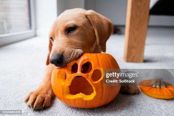 lindo cachorro de labrador con su calabaza de halloween - huellas de perro fotografías e imágenes de stock