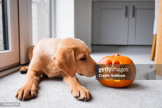 labrador welpe mit seinem halloween kürbis - fuchs spuren stock-fotos und bilder