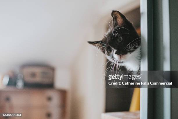 a kitten peers out from behind a wall - entrometido fotografías e imágenes de stock