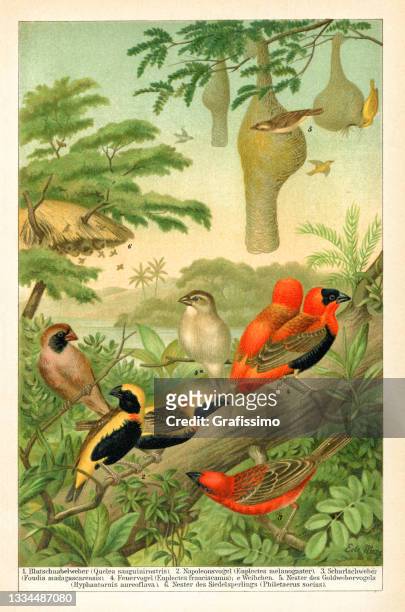 passerine vogel der weberfamilie vögel zeichnung 1895 - african print stock-grafiken, -clipart, -cartoons und -symbole