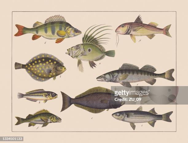 stockillustraties, clipart, cartoons en iconen met ray-finned fishes (gadiformes), hand-colored chromolithograph, published in 1882 - perch