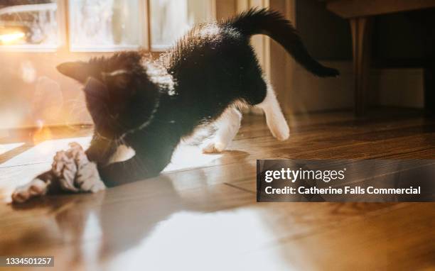 kitten chases a balled up paper in a sunny domestic environment - cat reaching stock pictures, royalty-free photos & images