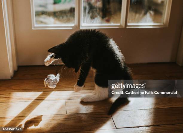a kitten throws a balled up piece of paper into the air - paper ball stock pictures, royalty-free photos & images