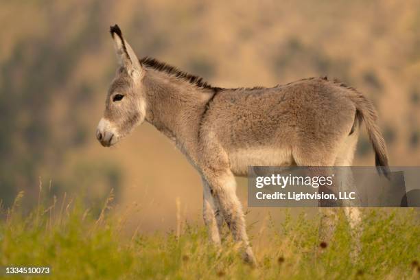 custer state park in south dakota - mule stock pictures, royalty-free photos & images