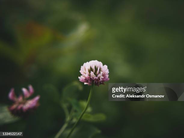 close up of pink clover flower on dark green background - herb garden ストックフォトと画像