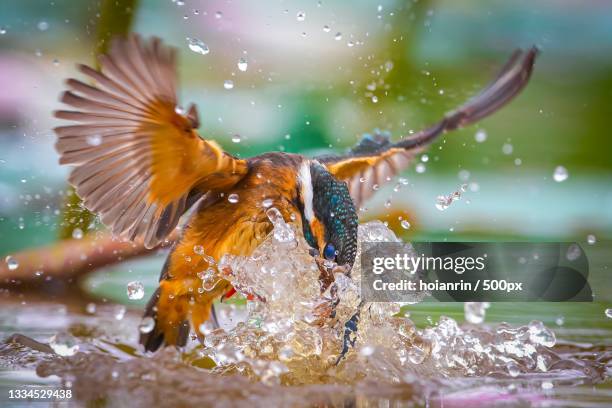 close-up of kingfisher swimming in lake,da nang,vietnam - common kingfisher stock pictures, royalty-free photos & images