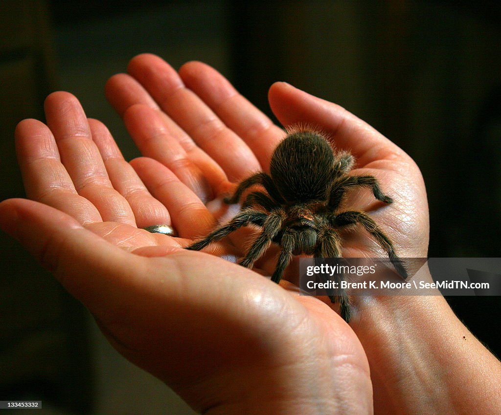 Hands Holding Chilean Rose Tarantula High-Res Stock Photo - Getty Images