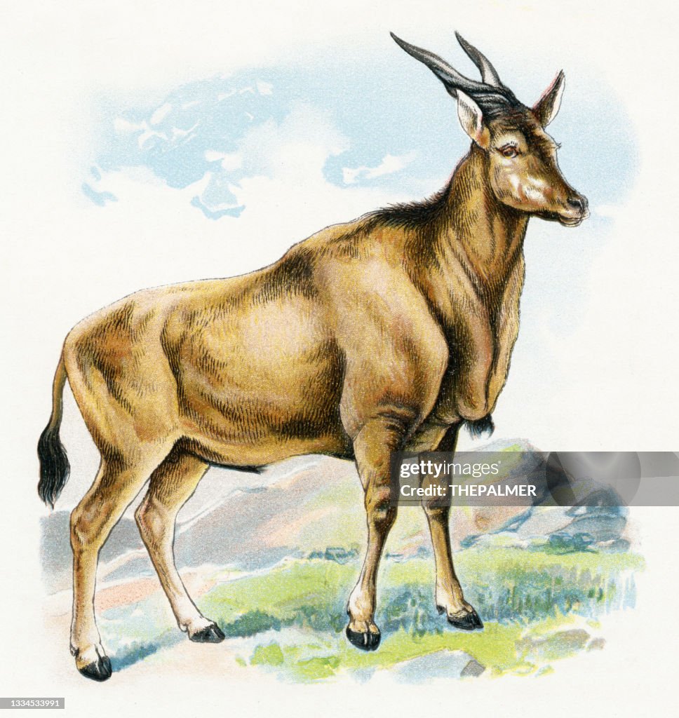 Eland antelop illustration 1899