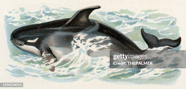 killer whale illustration 1899 - killer whale stock illustrations