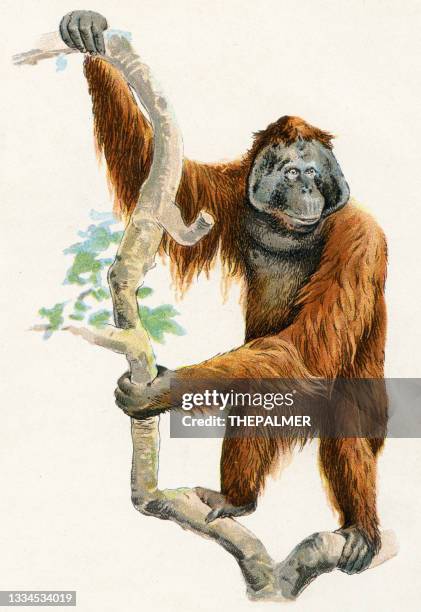 346点のオラウータンイラスト素材 Getty Images 346点のオラウータンイラスト素材 Getty Images