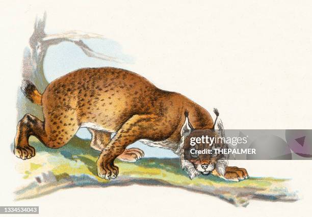 lynx illustration 1899 - lynx stock illustrations