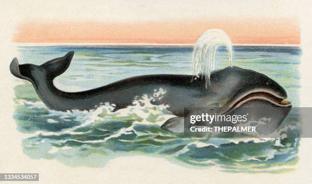 illustrazioni stock, clip art, cartoni animati e icone di tendenza di illustrazione balena groenlandia 1899 - whale