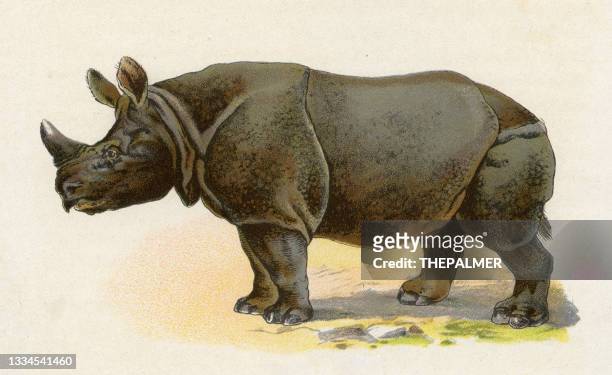 stockillustraties, clipart, cartoons en iconen met rhinoceros illustration 1899 - neushoorn