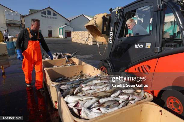 Fisherman Vigfus Asbjornsson sorts his catch of cod and pollack on August 16, 2021 in Hofn, Hornafjordur, Iceland. Global warming is contributing to...