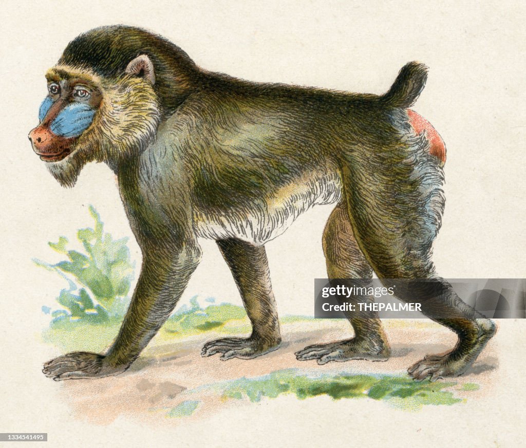 Mandril Vector Mandrill Illustration 1899 High-Res Vector Graphic - Getty Images