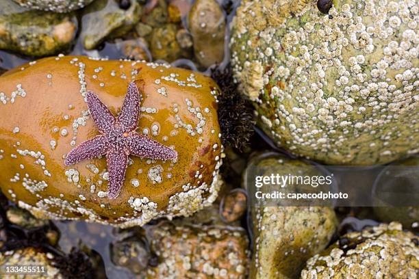 star on the rocks - barnacle stock pictures, royalty-free photos & images