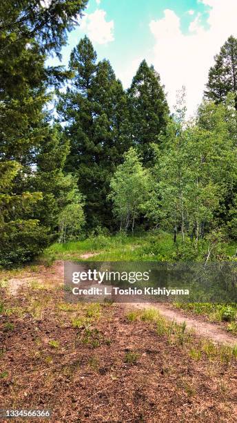 mesa falls and the forest - mesa falls stock pictures, royalty-free photos & images