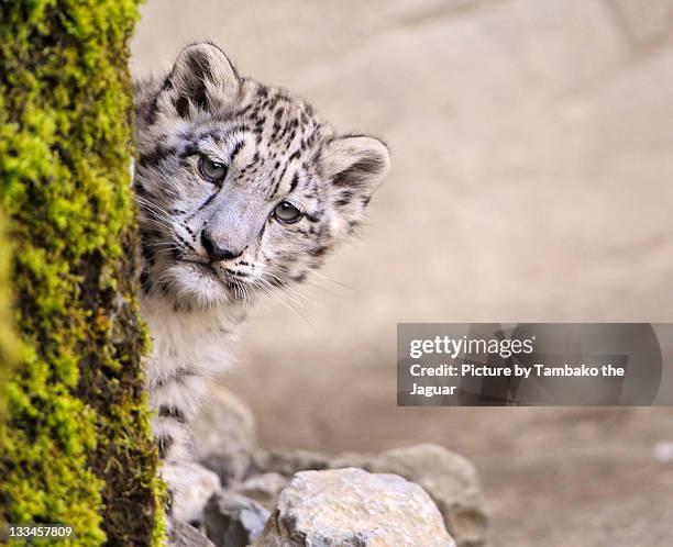 leopard cub - snow leopard fotografías e imágenes de stock