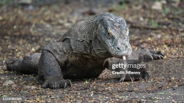 komodo dragon sticking out tongue indonesia komodo national park - komodo dragon stock pictures, royalty-free photos & images