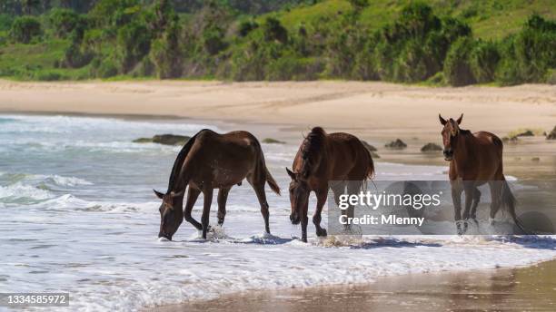 caballitos de mar sumba island beach sándalo ponis panorama indonesia - montar a caballo por placer fotografías e imágenes de stock
