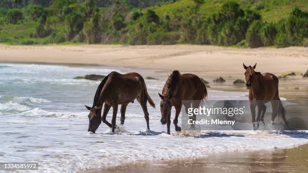 seahorses sumba island beach sandalwood ponies panorama indonesia - sumba stock pictures, royalty-free photos & images