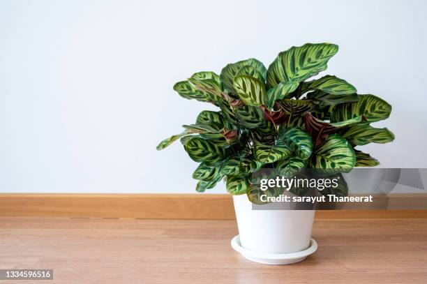 calathea makoyana the plants are in white pots in the white wall decorated room. - peacock stock pictures, royalty-free photos & images